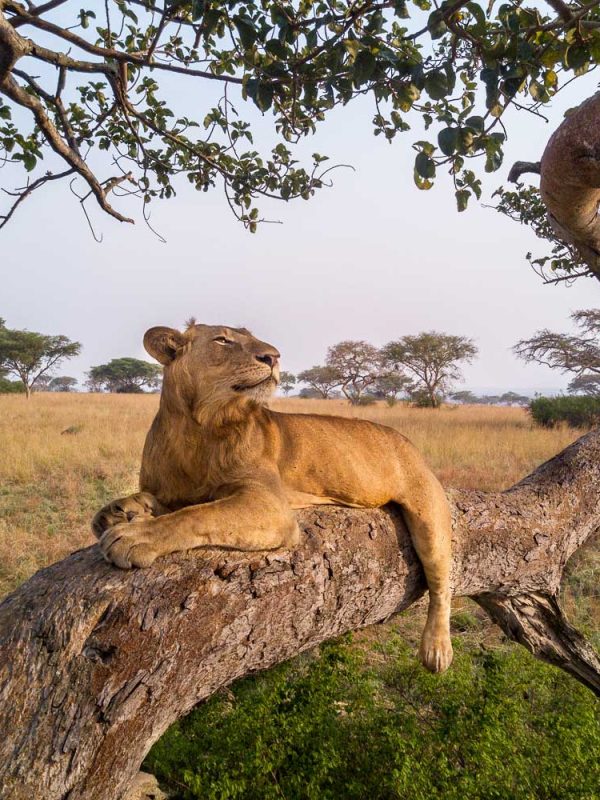 3-days-queen-elizabeth-national-park-safari