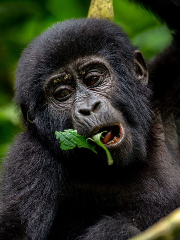 3-days-uganda-gorilla-trekking-tour