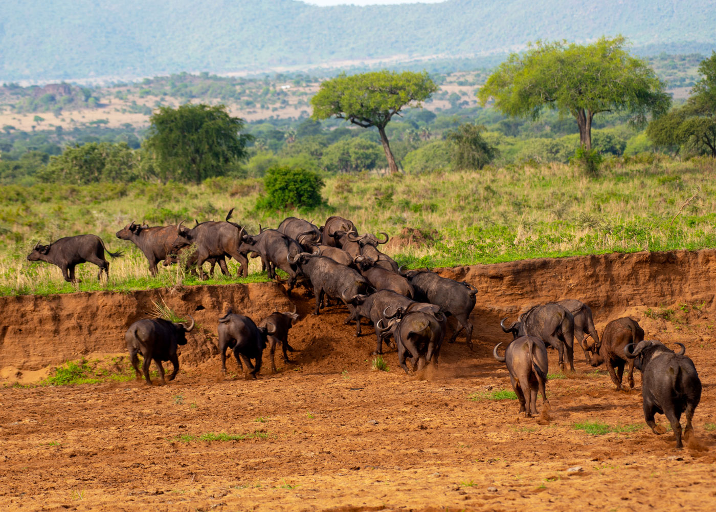 buffaloes-in-kidepo-valley-national-park