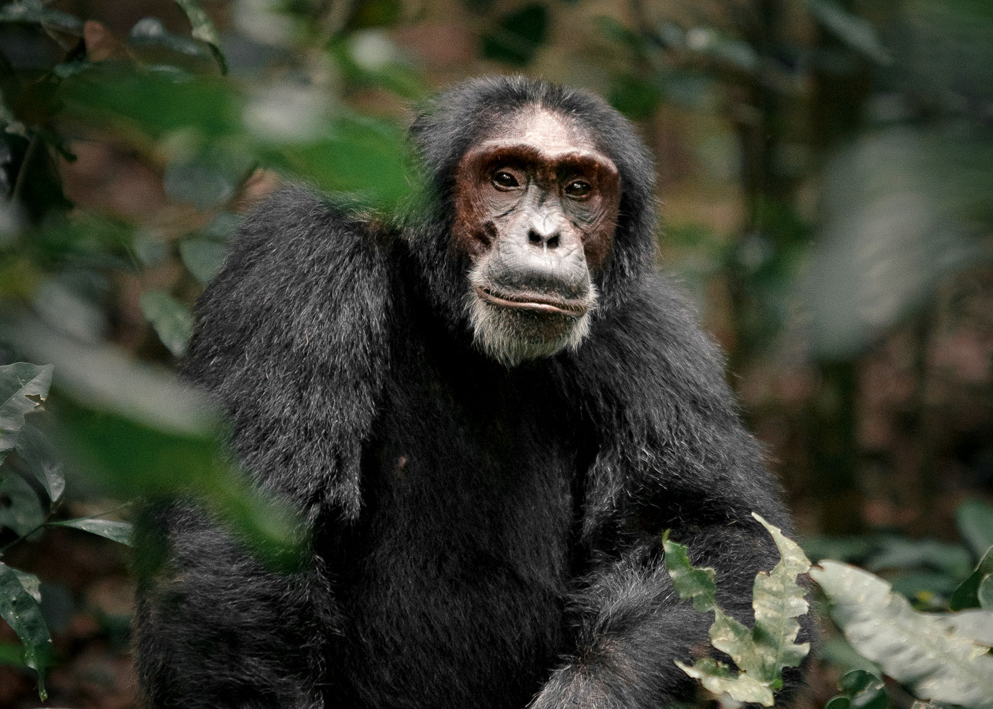 chimpanzees-in-kibale-forest-national-park