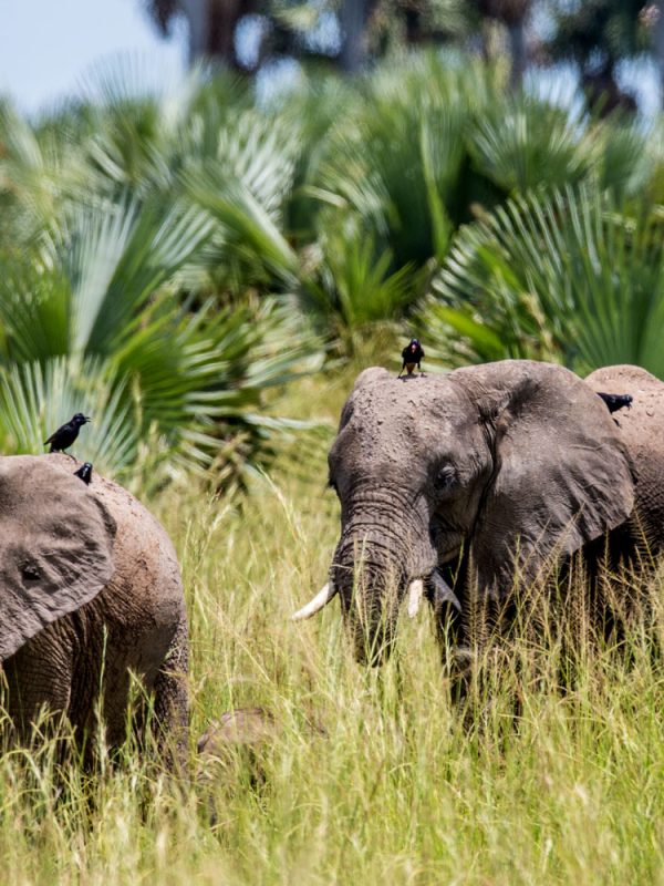 game-drives-in-uganda