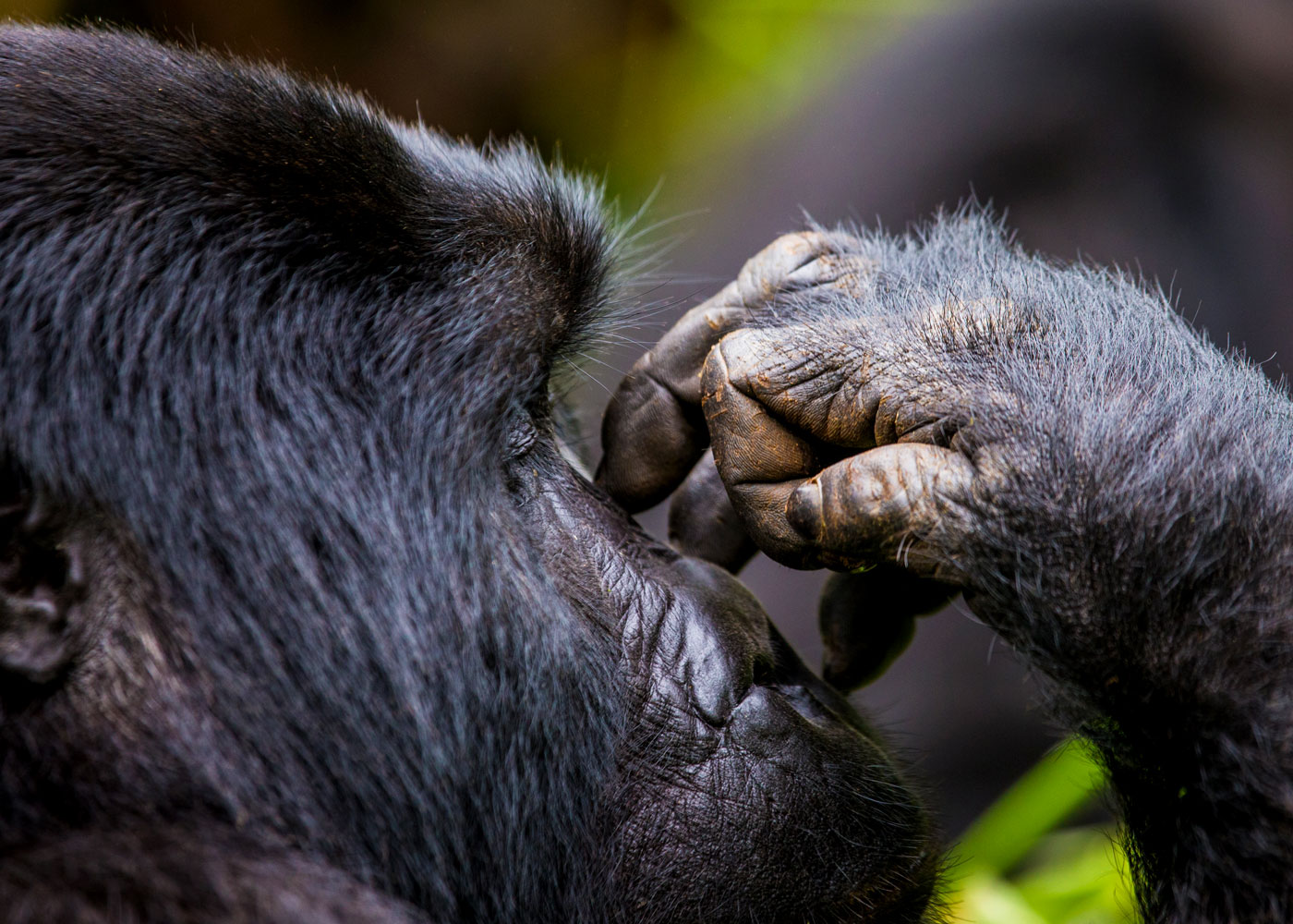 gorillas-in-bwindi-forest-national-park