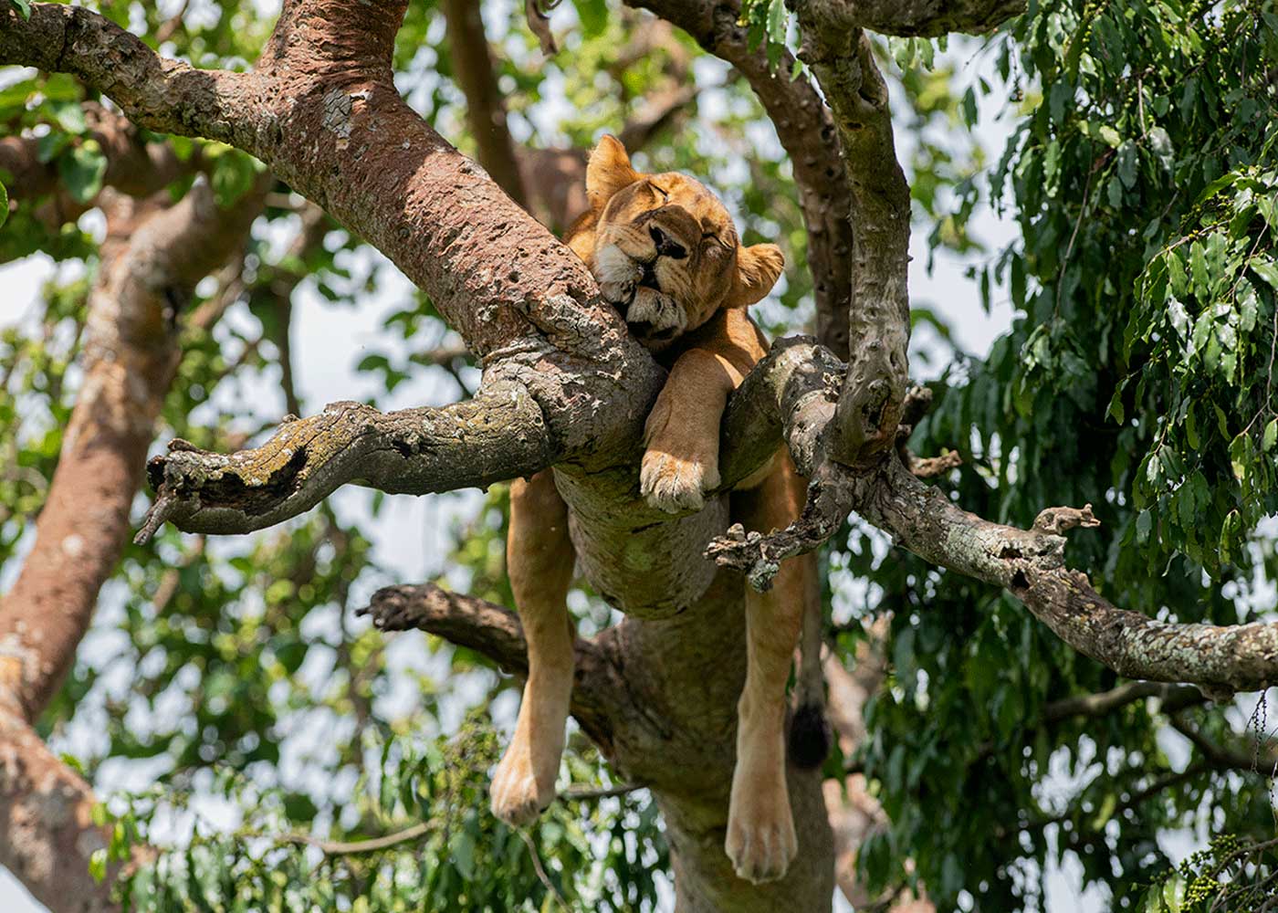 tree-climbing-lions-in-queen-elizabeth-national-park