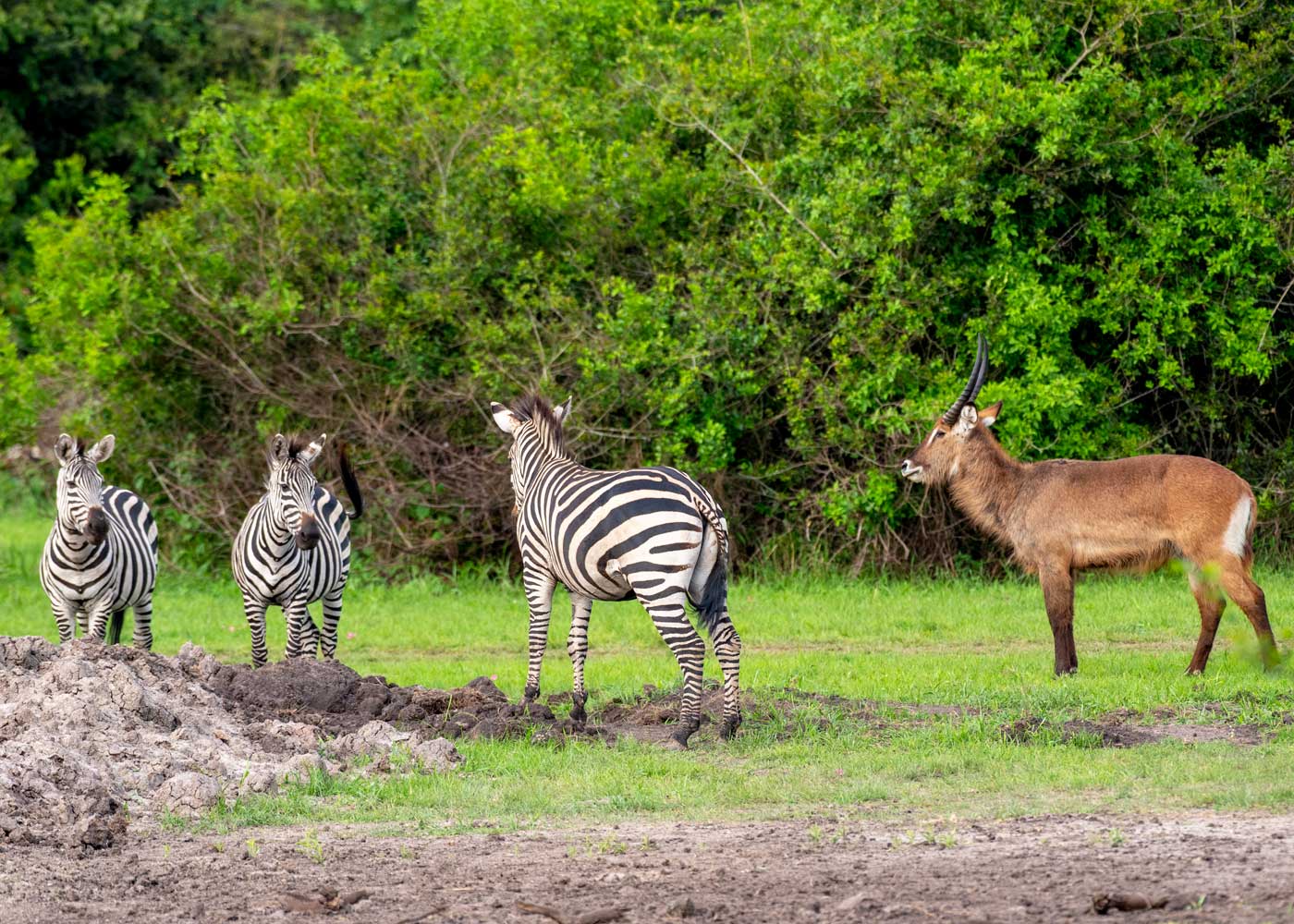 wildlife-in-lake-mburo-national-park